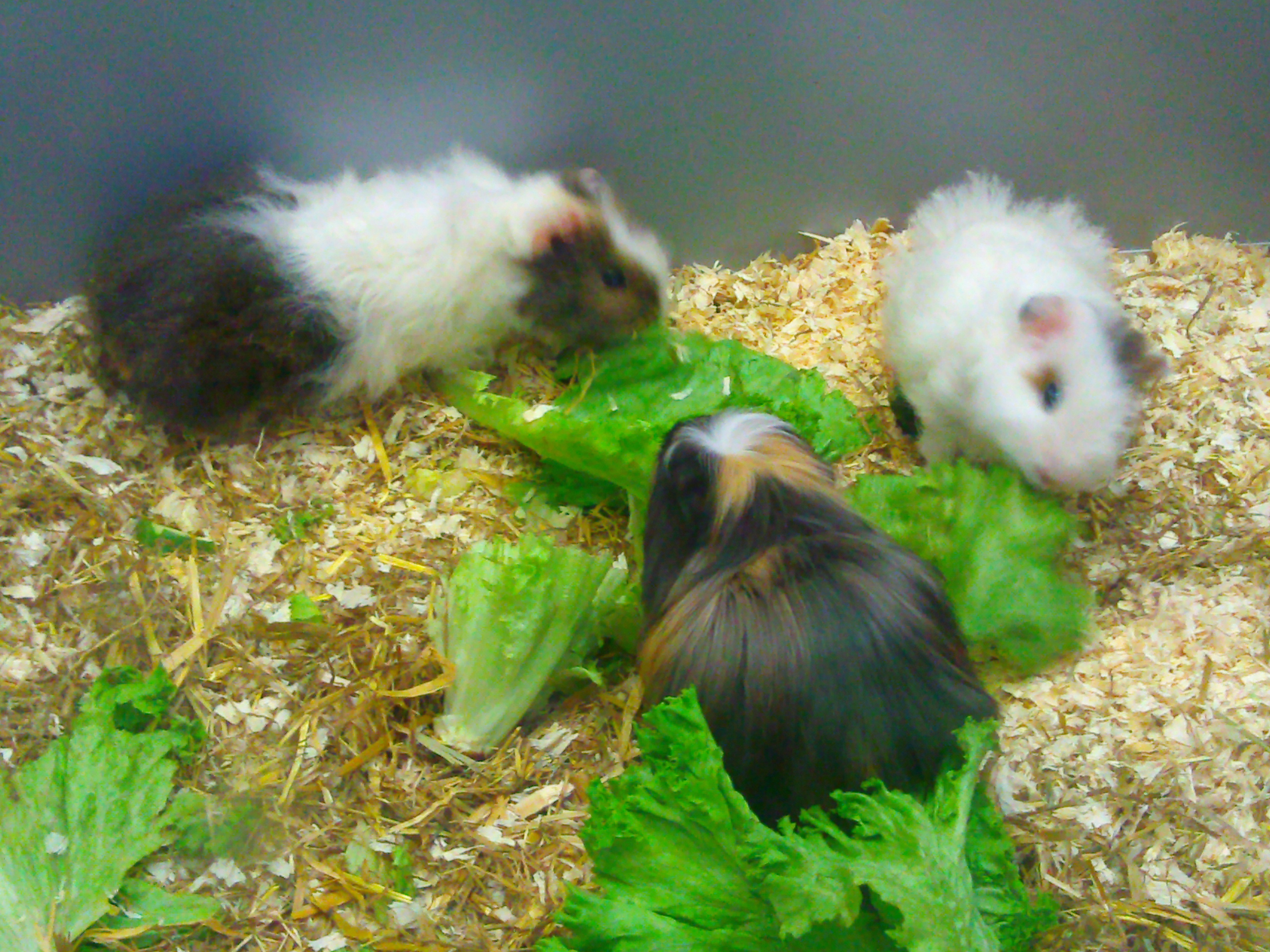 Guinea Pig Image